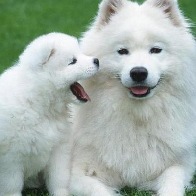幼犬萨摩耶犬怎么训练？训练小狗的社交技能，如与人互动和与其他狗互动。那么，幼犬萨摩耶犬怎么训练？一起来了解下吧。
